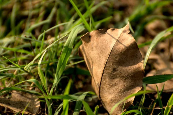 Dry leaves on the ground, there are dry leaves falling from the tree on grass land