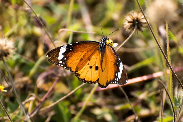 Borboleta Chupando Mel Flor Contra Fundo Borrado — Fotografia de Stock