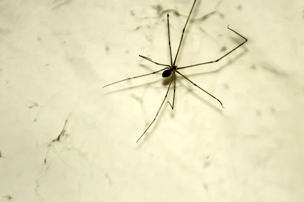 Kirli Bir Duvarda Örümcek Yakın Çekimi — Stok fotoğraf