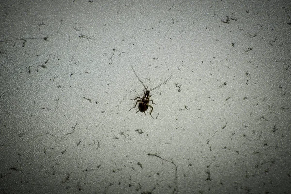 Kirli Bir Duvardaki Böceğin Yakın Çekimi — Stok fotoğraf