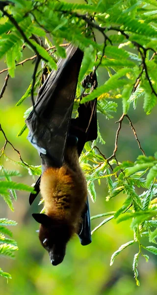 Murciélago Colgando Una Rama Árbol Posición Hasta Abajo —  Fotos de Stock