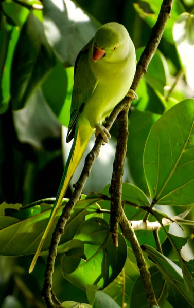 Closeup Beautiful Green Parrot Sitting Tree Branch — Stock Photo, Image