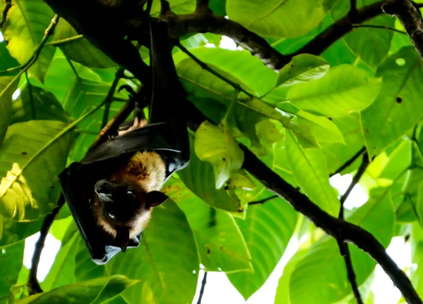 Chauve Souris Suspendue Une Branche Arbre Position Haut Bas — Photo