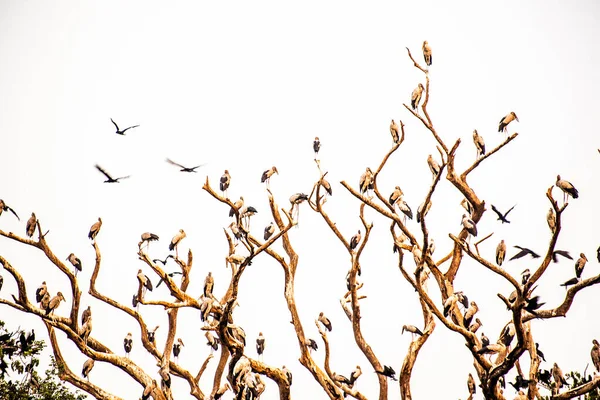 Vogelschar Ruht Auf Abgestorbenem Ast Vor Weißem Hintergrund — Stockfoto