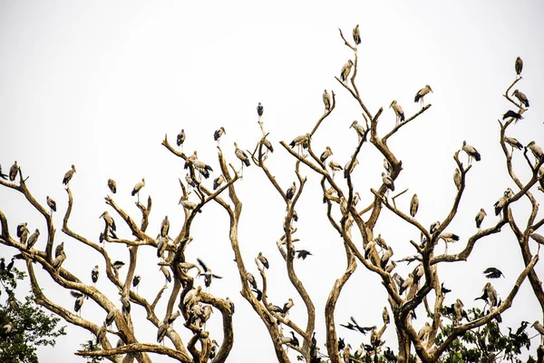 Σμήνη Πουλιών Αναπαύονται Νεκρό Κλαδί Δέντρου Λευκό Φόντο — Φωτογραφία Αρχείου