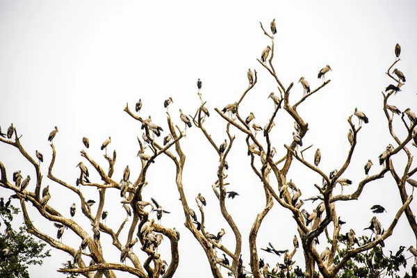 Manada Aves Descansan Sobre Rama Árbol Muerta Sobre Fondo Blanco — Foto de Stock