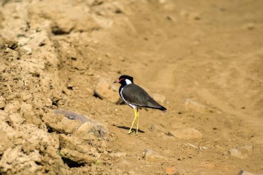 Kırmızı gerdanlı kanatlı kuş yerde yürüyor