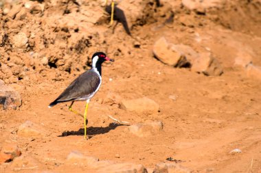 Kırmızı gerdanlı kanatlı kuş yerde yürüyor