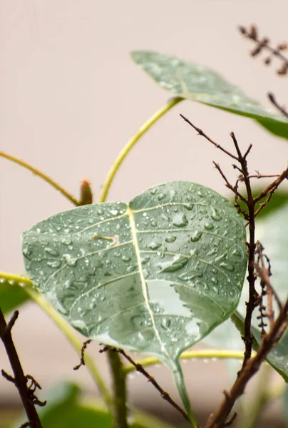 Rain Drop Green Fresh Leaf Rainy Season Garden — Stock Photo, Image