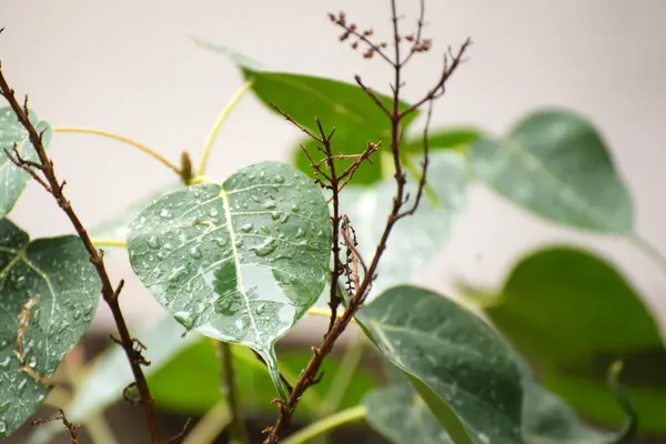 Rain Drop Green Fresh Leaf Rainy Season Garden — Stock Photo, Image