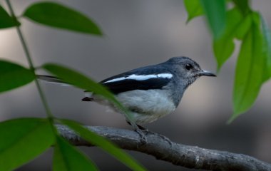 Bir ağaç üzerinde küçük kuş