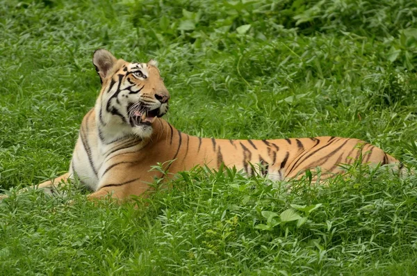 Tigre de bengala — Fotografia de Stock