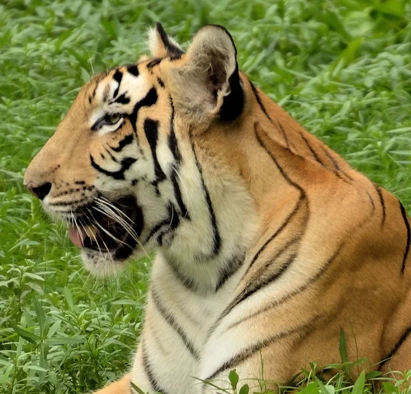 Tigre de bengala — Fotografia de Stock