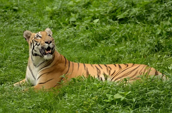 Tigre de bengala — Fotografia de Stock