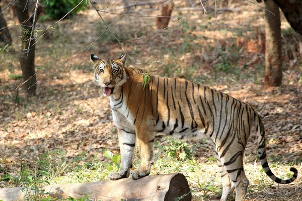 Tigre del Bengala — Foto Stock