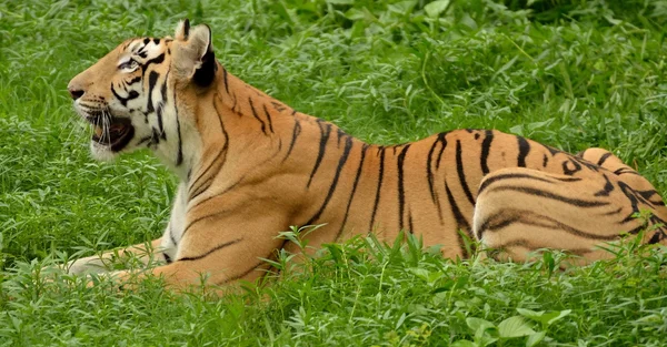 Tigre del Bengala — Foto Stock