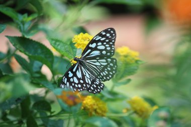 Çiçek veya yaprak üzerinde Kelebek