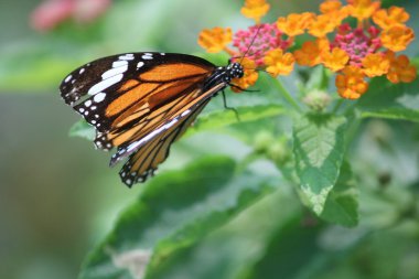 Çiçek veya yaprak üzerinde Kelebek