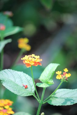 Küçük çiçek yaprakları ile