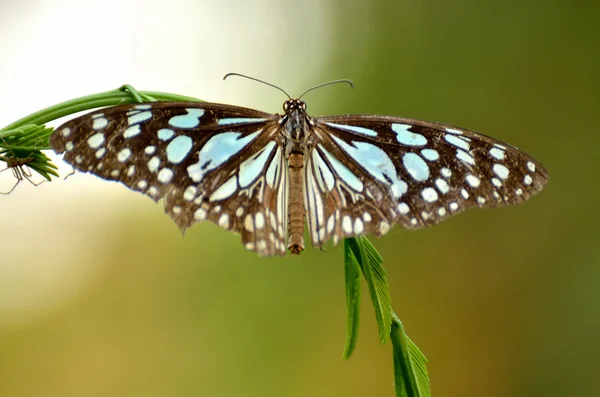 Borboleta monarca — Fotografia de Stock