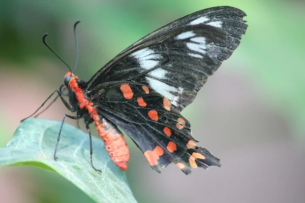 Borboleta em flor ou folha — Fotografia de Stock