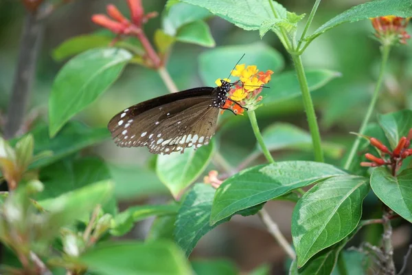 Borboleta em flor ou folha — Fotografia de Stock