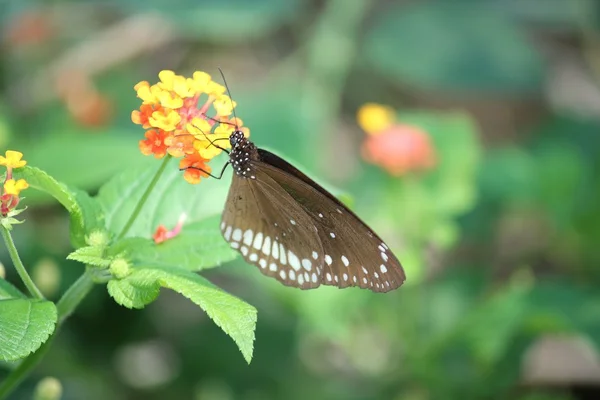 Borboleta em flor ou folha — Fotografia de Stock