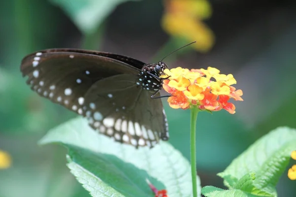 Butterfly on flower or leaf — Stock Photo, Image