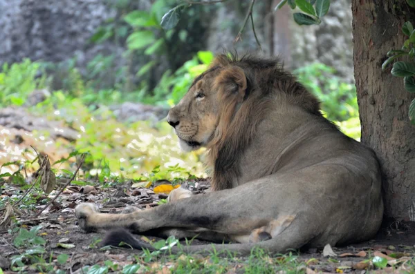 Lejon i en djungel — Stockfoto