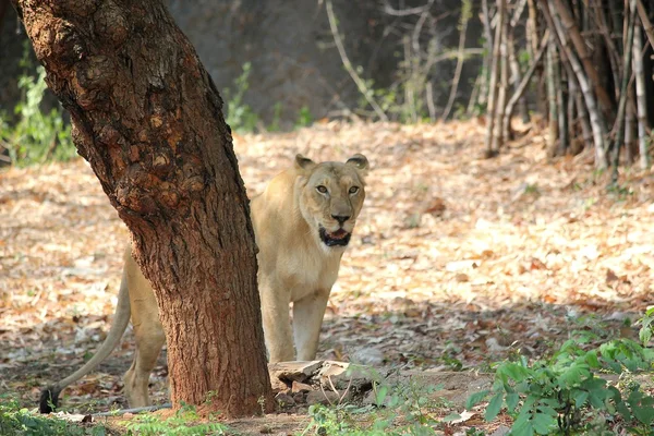 Leão em uma selva — Fotografia de Stock