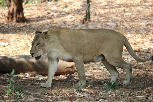 León en una selva — Foto de Stock