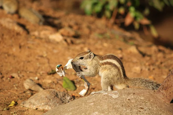 Eichhörnchen frisst Schokoladenpäckchen — Stockfoto