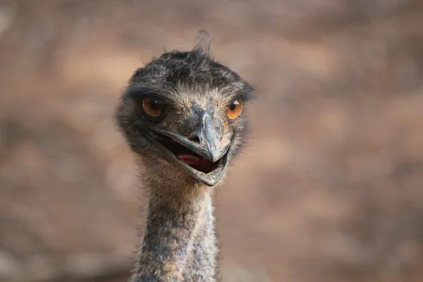 Emu Vogel aus nächster Nähe — Stockfoto