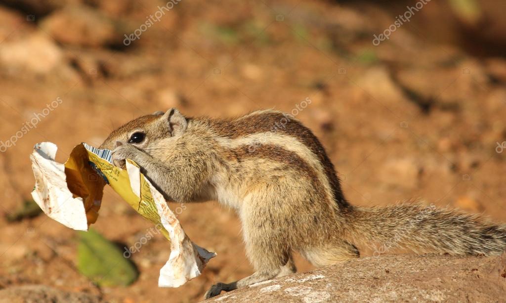 Squirrel eating chocolate packet — Stock Photo © sbhaumik 61412713