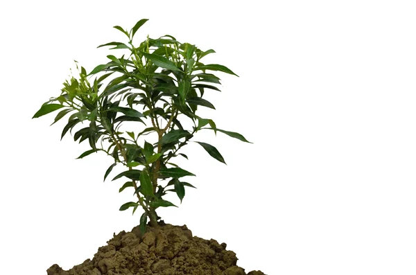 Árbol verde con suelo aislado sobre fondo blanco —  Fotos de Stock