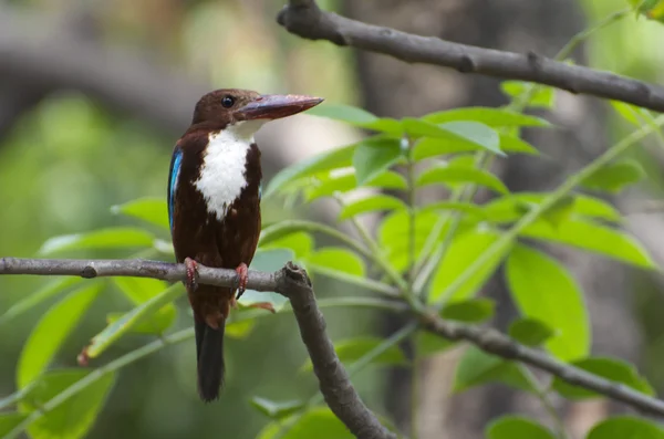 Kingfisher — Stok fotoğraf