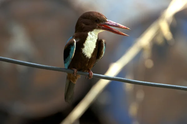 Kingfisher — Stok Foto