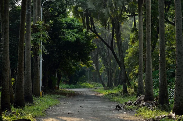 Camino a través del bosque profundo —  Fotos de Stock