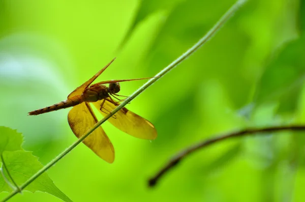 Dragonfly sitting on green background in a park — Stock Photo, Image