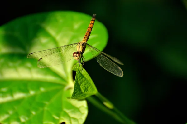 Dragonfly zittend op groene achtergrond in een park — Stockfoto