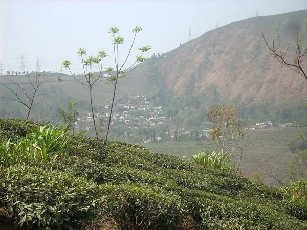 茶厂 — 图库照片