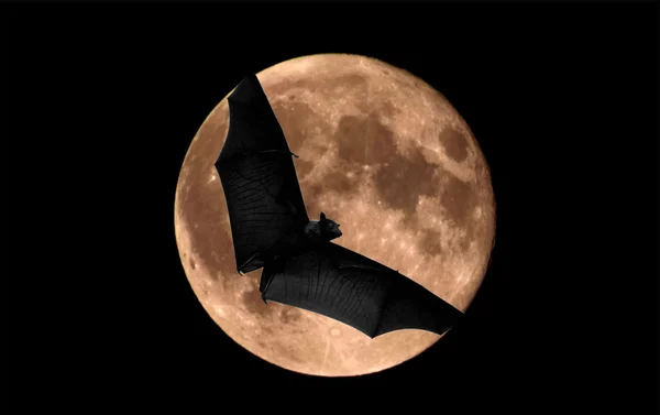 Летучая мышь и луна — стоковое фото