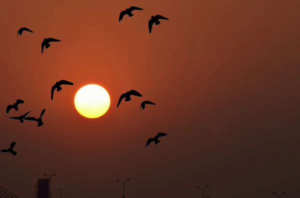 Birds flying — Stock Photo, Image