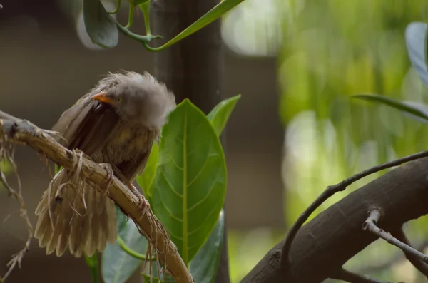 Indischer Vogel — Stockfoto