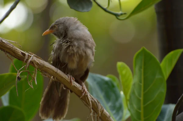 Indischer Vogel — Stockfoto