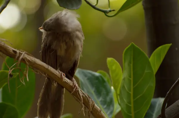 Indiase vogel — Stockfoto