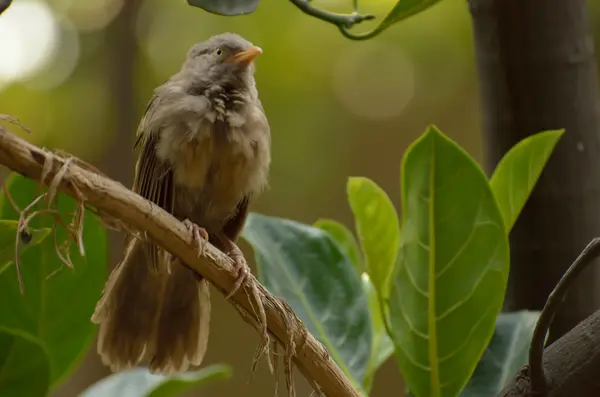 Indiase vogel — Stockfoto