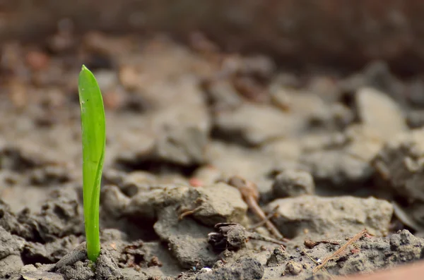 Zakelijke plant — Stockfoto