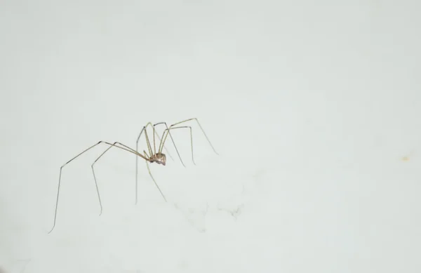 Spider — Stock Photo, Image