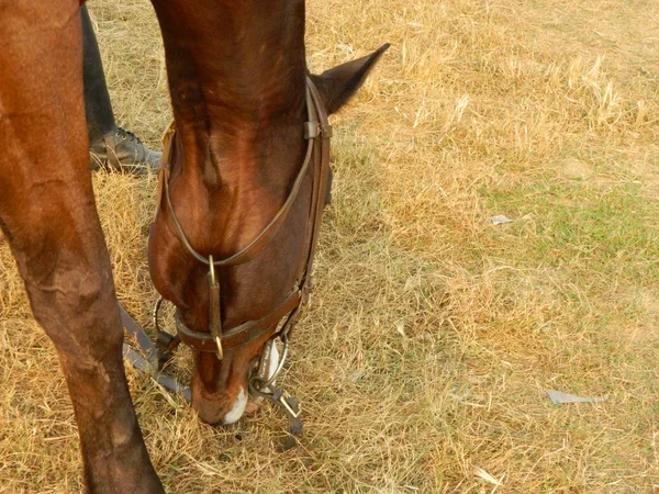 Comer caballo —  Fotos de Stock
